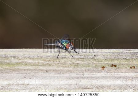 Fly Poses For Pictures