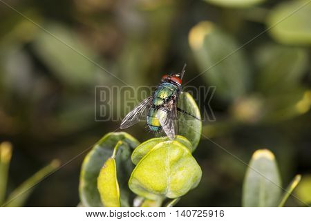 Colored Fly Sitting On A Leaf