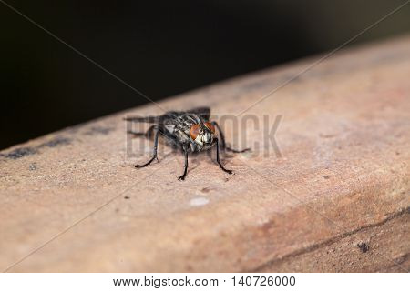 Fly Very Close