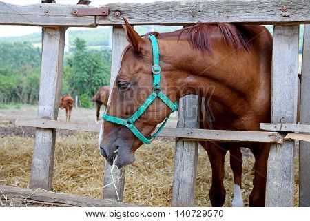 Purebred gidran horse eating grass behind old wooden fence