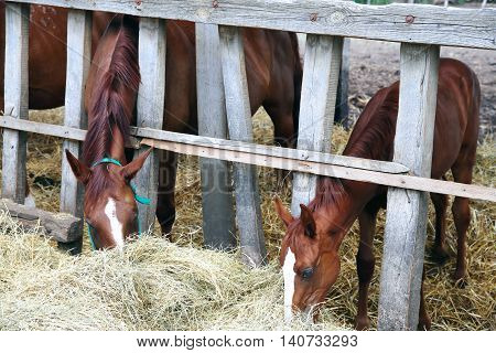 Hungarian gidran horses eating hay in the stable