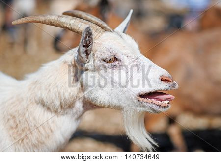 Close-up view of an old bleating goat.