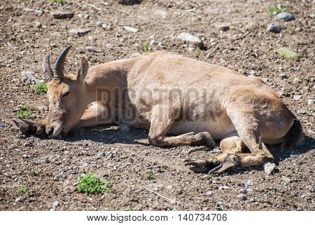 Bukhara urial resting in national park in summertime