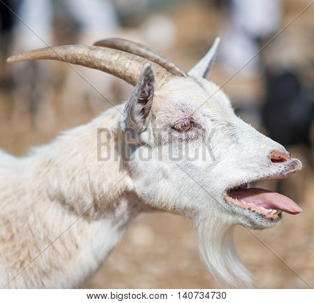 Close-up view of old white bleating goat.