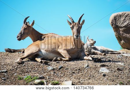 Bukhara urials resting on the rocks in national park.