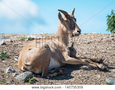 Bukhara urial resting on the rocks in national park.