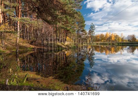 Autumn landscape with a view of the lake with pines and birches on the shores