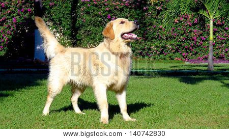 Dog Golden Retriever in black and red scarf