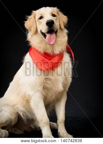 Dog Golden Retriever on black and red scarf