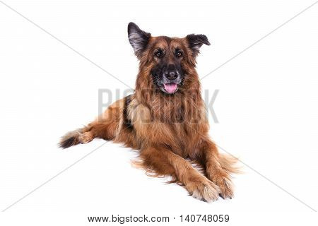german sheperd in white studio watching the camera