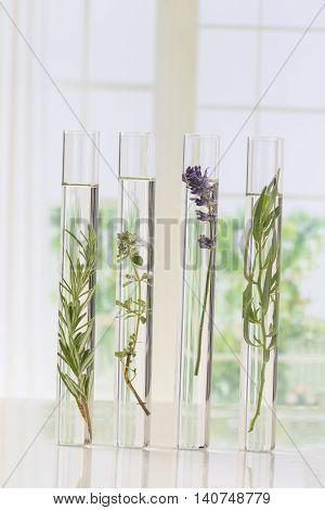 Flowers and plants in test tubes for scitific experiment