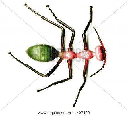 Ant.