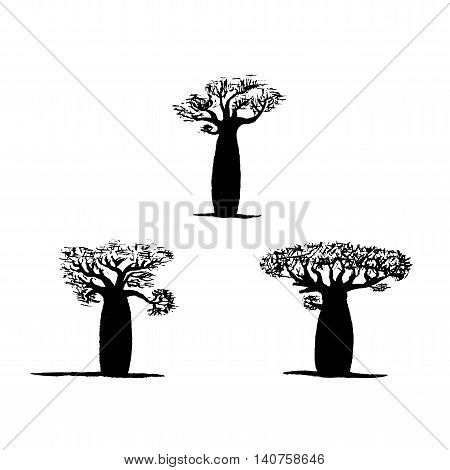 vector set of three hand drawing black baobabs on white background. Vector silhouette of baobab