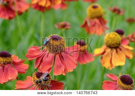 Green bottle fly Lucia sericaca explores beautiful helenium flowers while bee collects pollen