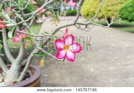 Beautiful Pink Adenium flowerpink flower in the garden