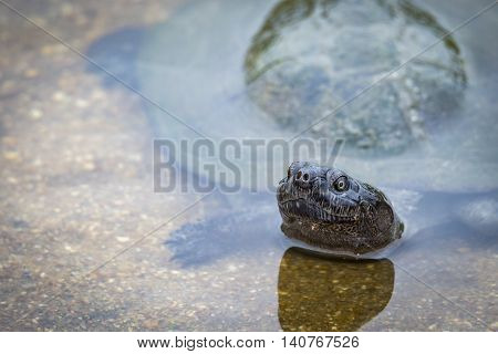 turtle in water relaxing in the sun, south African wildlife photography