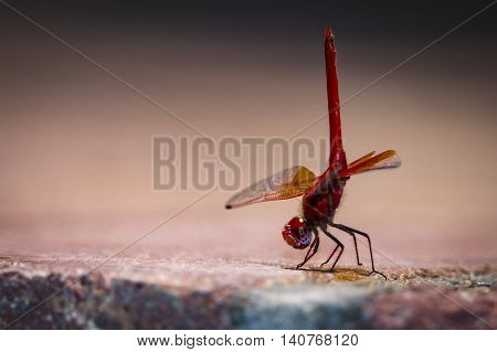 red libelle posing in sunlight, wildlife photography