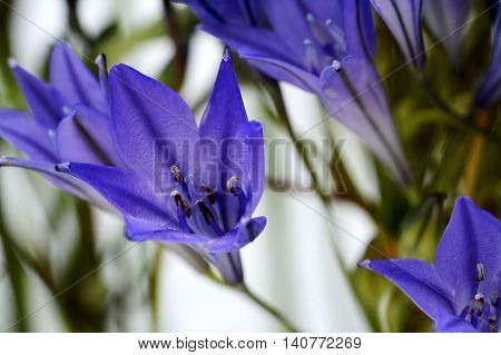 Blue Brodiaea Flower