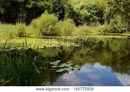 Lily Pond Surrounded By Lush Plants