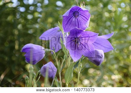 Wild carpathian bellflower Campanula carpatica in a garden meadow in summer