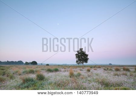 moon over summer meadow Dwingelderveld in Netherlands