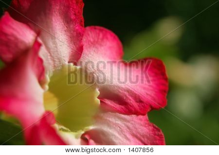ดอกไม้สีชมพู