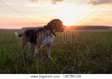 Dog Beagle on the backdrop of the setting sun