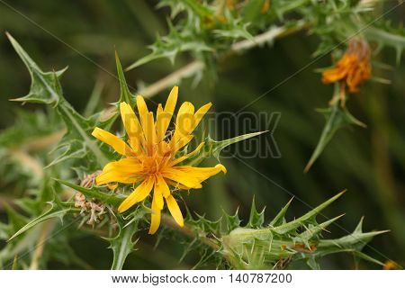 Flower of a common golden thistle (Scolymus hispanicus)