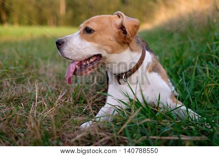 The Beagle dog lying on the grass with his tongue hanging out and wrapped the ear