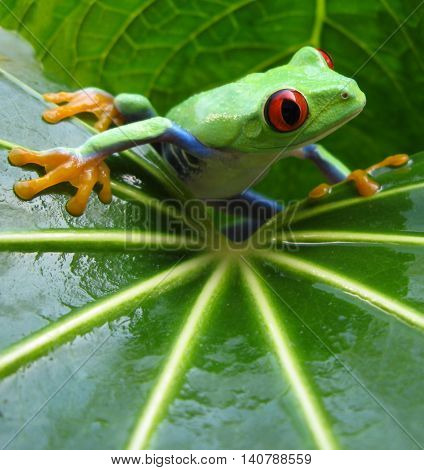 Red eye tree frog resting on wet green leaf showing vivid coloration.