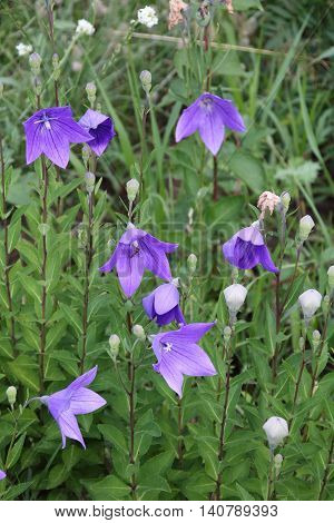 Wild carpathian bellflower Campanula carpatica in a garden meadow in summer