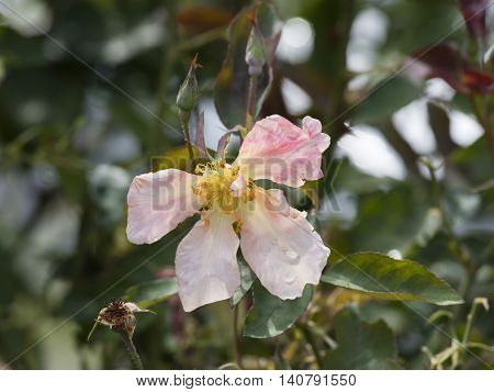 Rose Wasted Her Aging