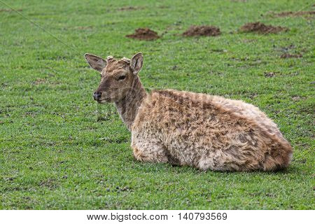 Deer without a horn lying on the grass. Animals