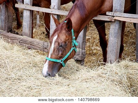 Gidran horse sharing hay on rural animal farm