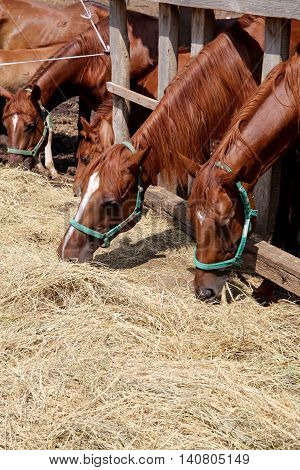 Herd of purebred gidran horses sharing hay on rural animal farm