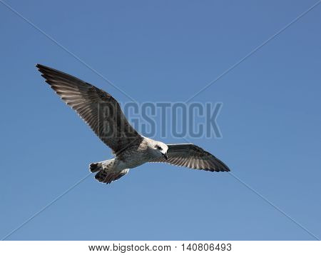Seagull flies against the sky during the day