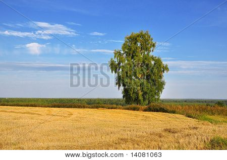 Одинокая береза