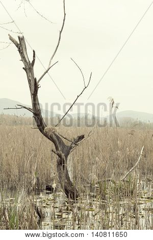 Dead Tree Still Standing on the lake and reeds
