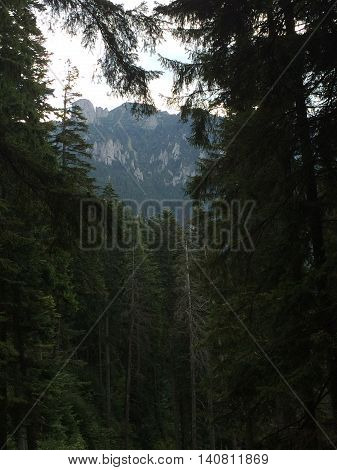 Romania, August 25, 2015, Ceahlau Massif, Moldova, View from the deep forest to the top of the mountain