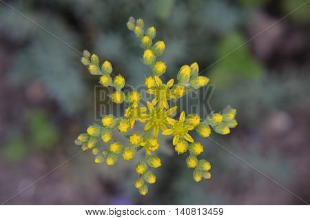 Yellow Flower Sedum Rubrotinctum Or, Pork And Beans , Jelly Bean Plant