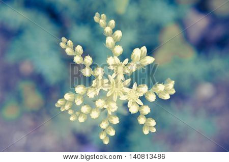 Yellow Flower Sedum Rubrotinctum Or, Pork And Beans , Jelly Bean Plant