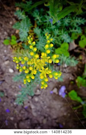 Yellow Flower Sedum Rubrotinctum Or, Pork And Beans , Jelly Bean Plant