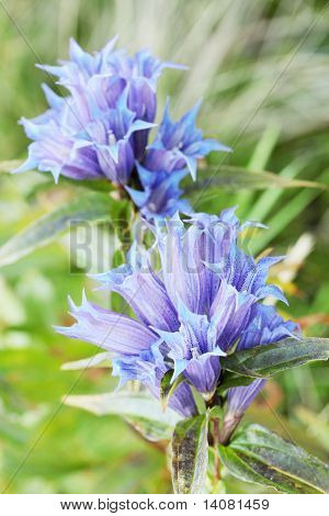 Campanula Glomerata L.