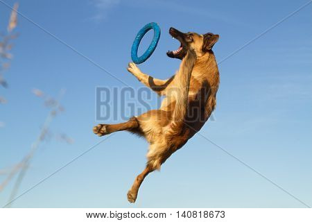 Belgian shepherd (malinois) jumping during playing with the puller