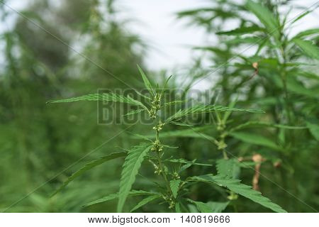 Technical Marijuana Field In Austria Near Neusiedler See