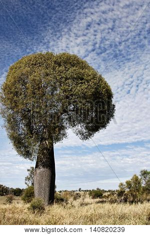 Queensland bottle tree or Brachychiton rupestris found in Australia