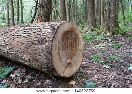 Logging in the Allegheny National Forest in Pennsylvania.