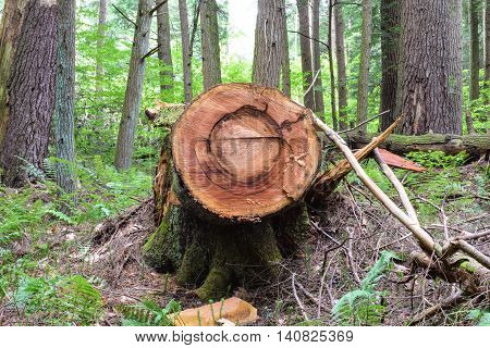 Logging in the Allegheny National Forest in Pennsylvania.