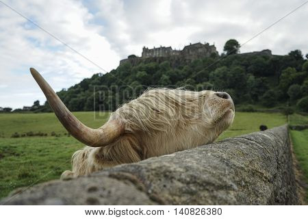 highland cow using stone wall as scratching post