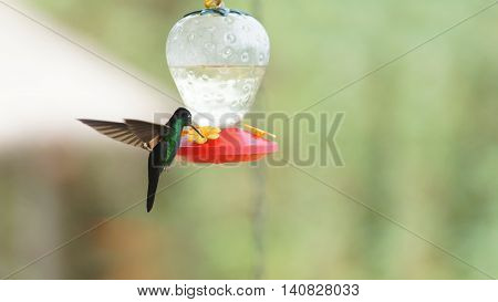 Hummingbird - Buff winged starfrontled (Coeligena lutetia) drinking water in plastic sprue in the reserve Yanacocha - Ecuador